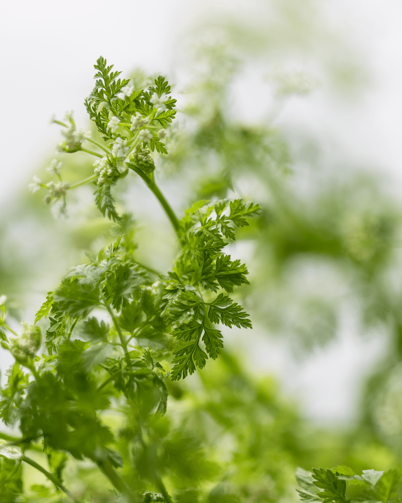 Chervil