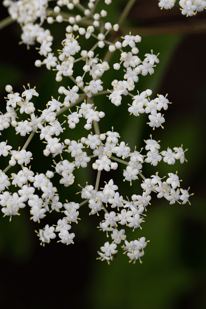 Elderflower blossoms